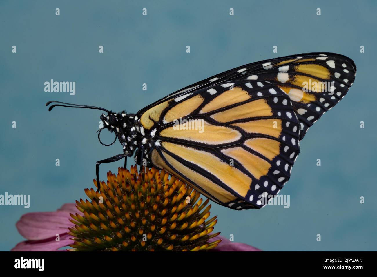 Monarch butterfly male with closed wings sitting on pink flower looking ...