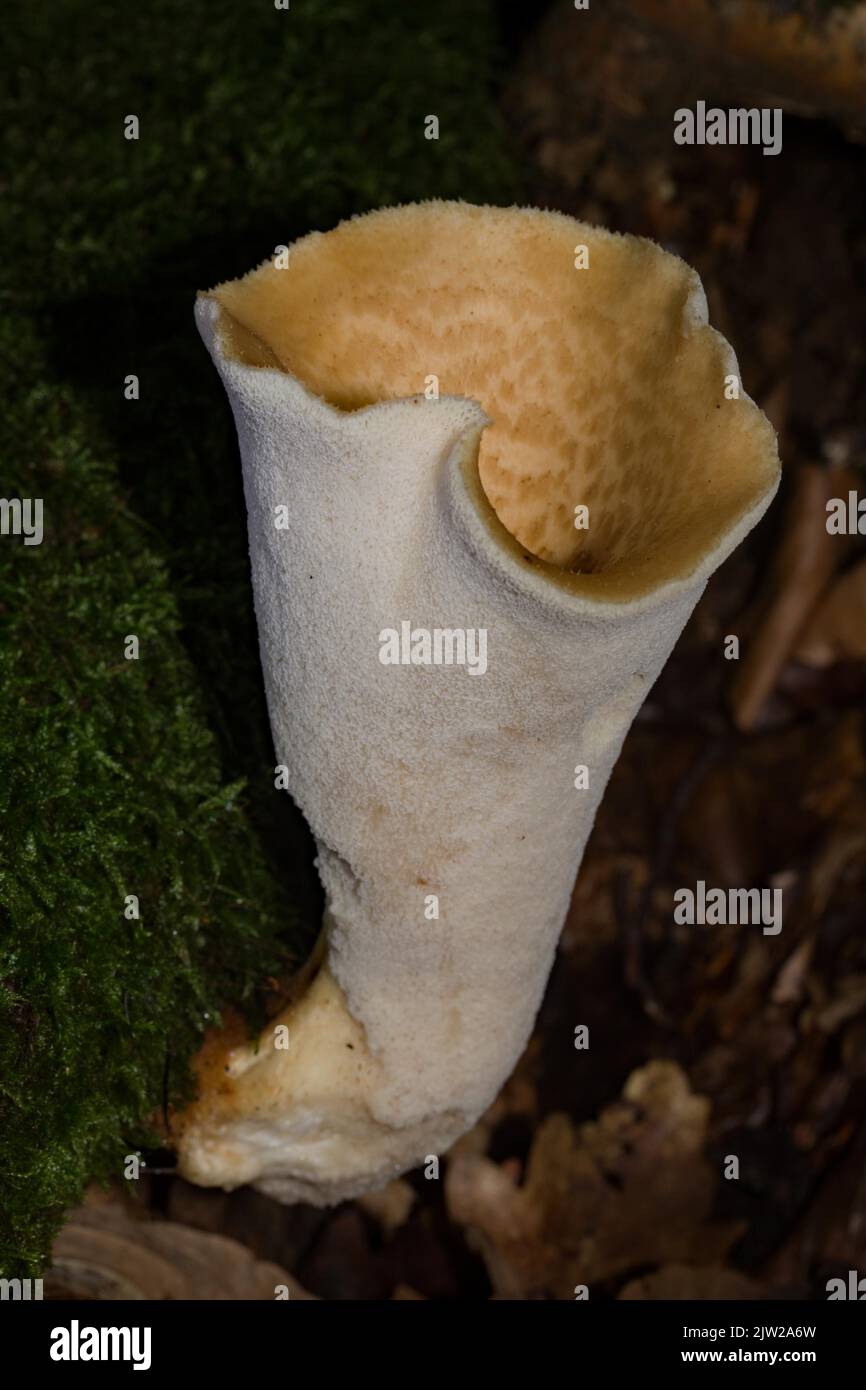 Scaly porling fruiting body with white stalk and light yellow cap with light brown scales growing on mossy tree trunk Stock Photo