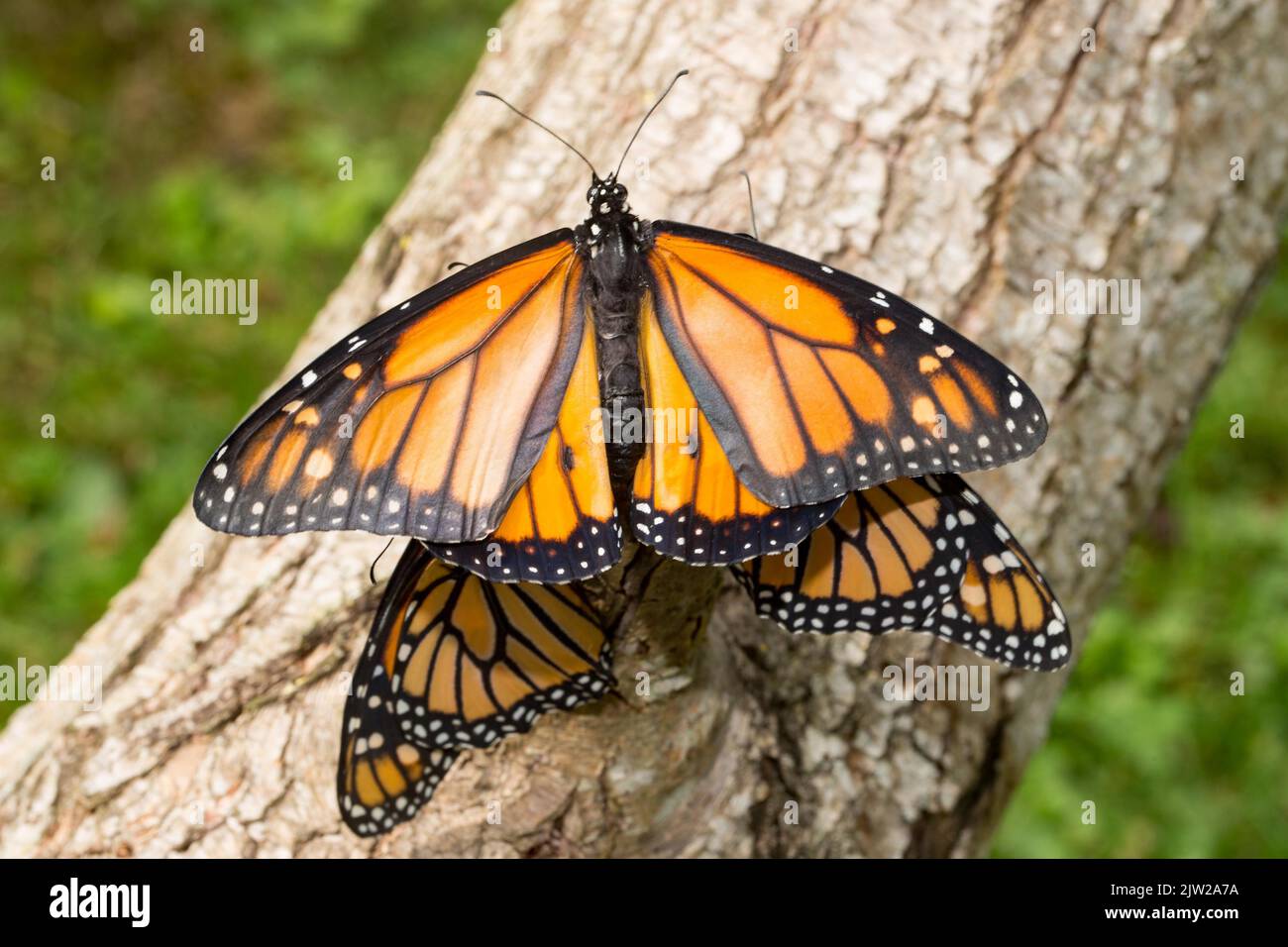 Monarch butterfly three butterflies with open and closed wings sitting
