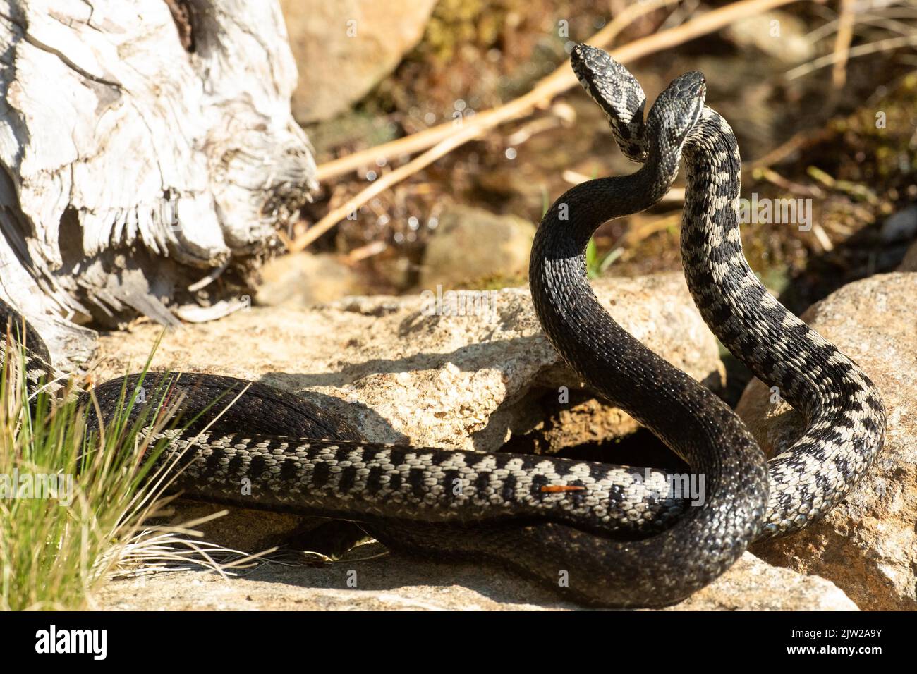 Adder two snakes in a commentary fight on stones intertwined standing up from behind looking differently Stock Photo