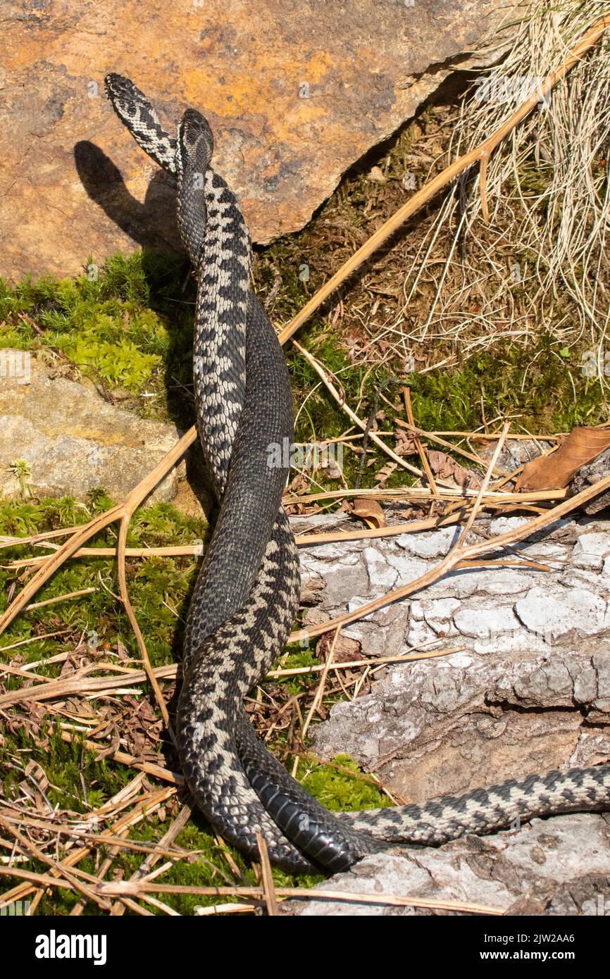 Adder two snakes in commentary fight in front of rocks side by side ...