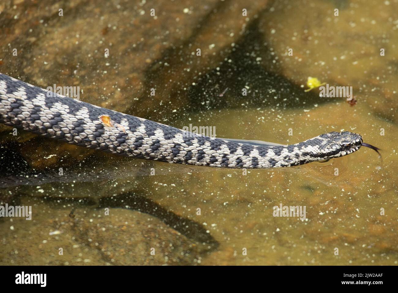 Water viper hi-res stock photography and images - Alamy