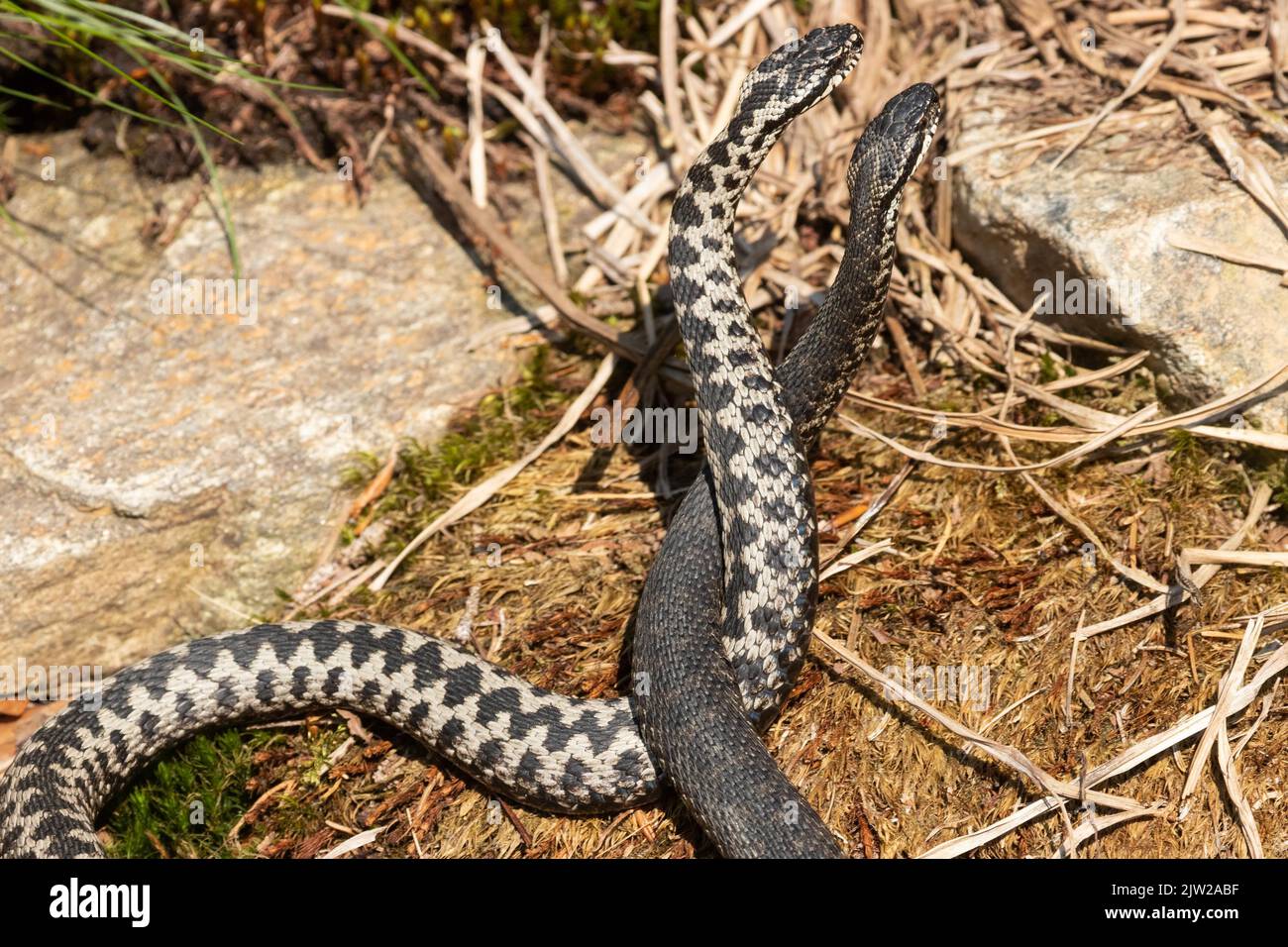 Adder two snakes in a commentary fight in front of rocks next to each other intertwined standing up right view Stock Photo