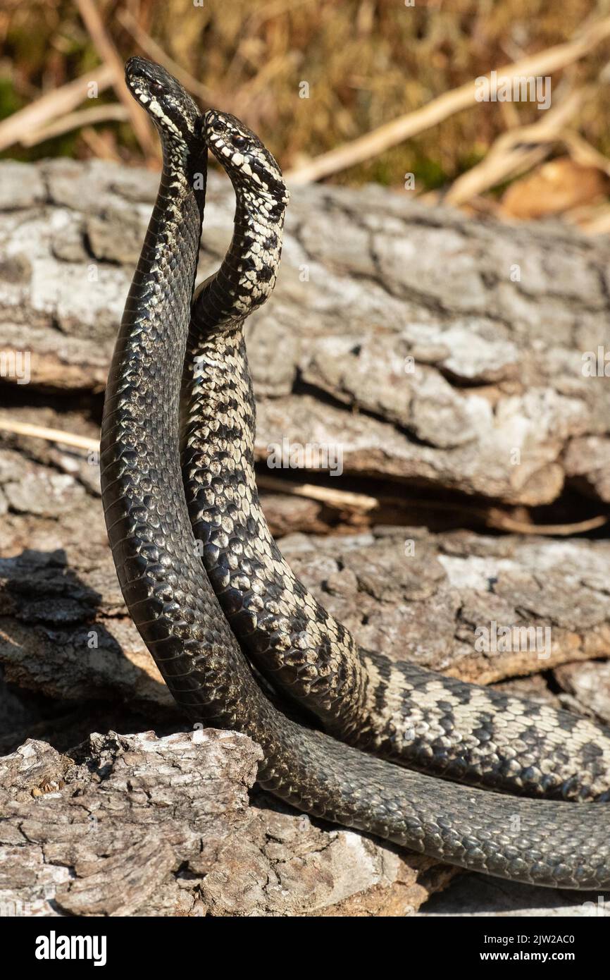 Two snakes attack hi-res stock photography and images - Alamy