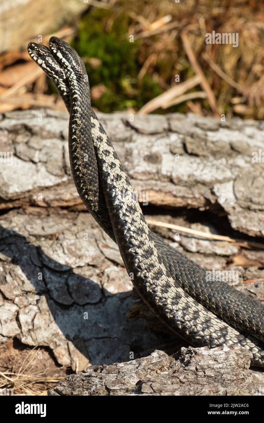 Adder two snakes in a commentary fight in front of a tree trunk ...