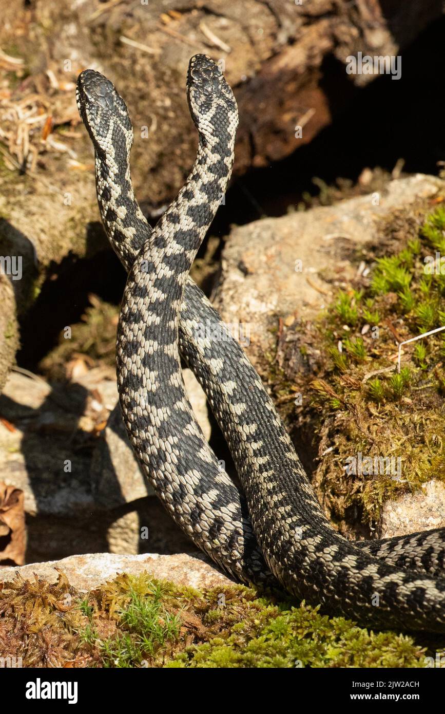 Adder two snakes in commentary fight on stones entwined standing up ...