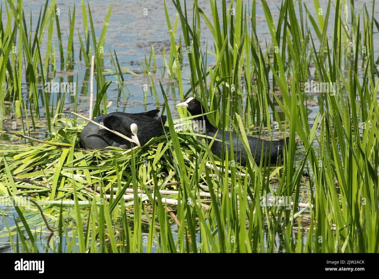 White-tailed Rail two adults sitting on and next to nest in water among ...