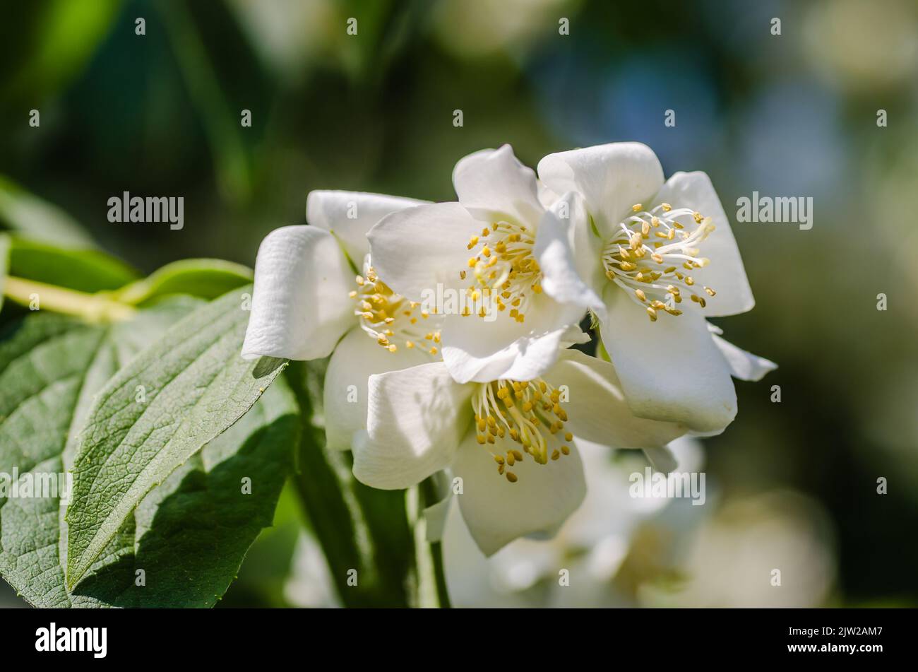 Beautiful blooming jasmine bush in the summer garden Fine ornamental plant Stock Photo