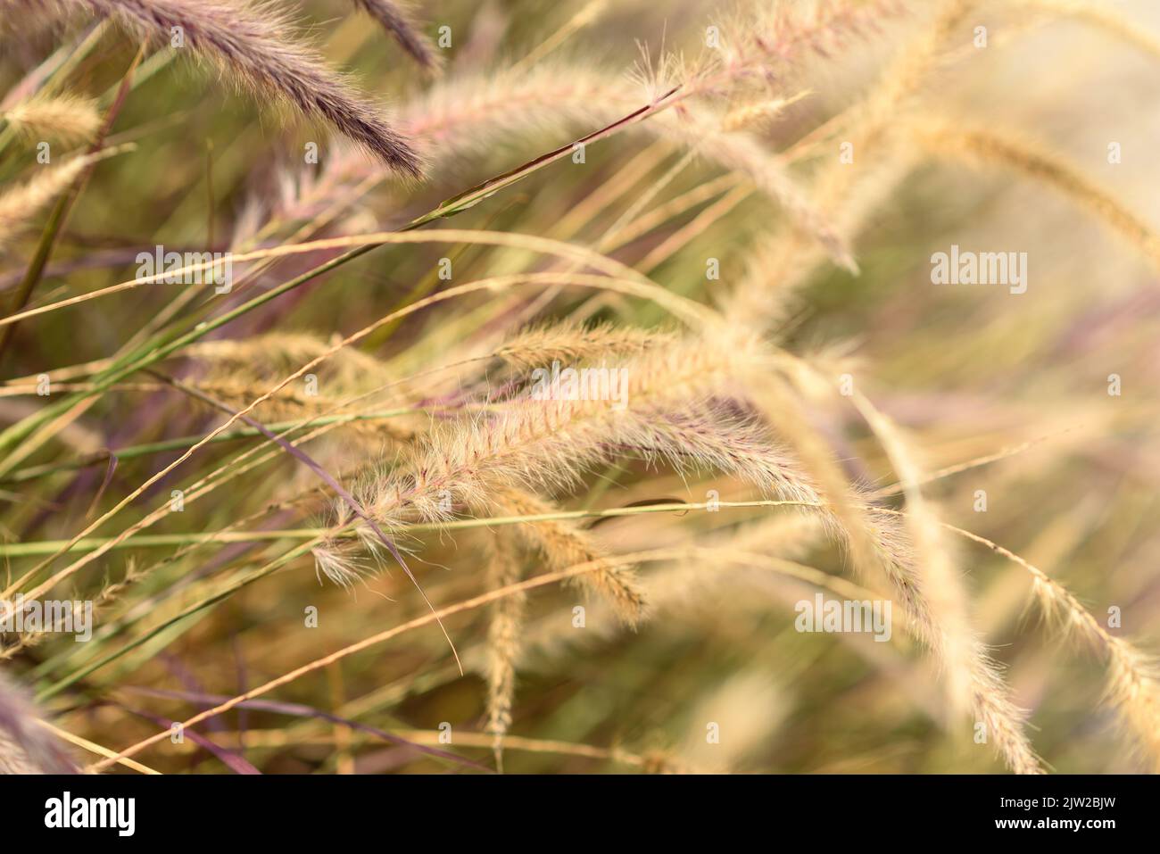 Pampas Grass or Cortaderia selloana grows outdoor. Selective focus, blurred background. Stock Photo