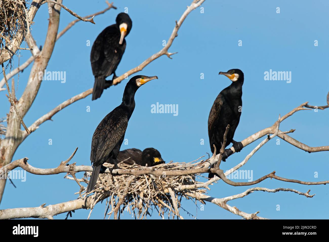 Great Cormorant Phalacrocorax Carbo At The Nest Breeding Colony 