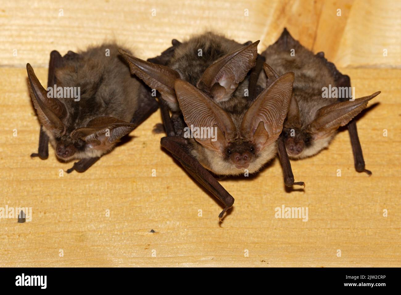 Grey long-eared bat (Plecotus austriacus), weekly roost, Thuringia, Germany Stock Photo