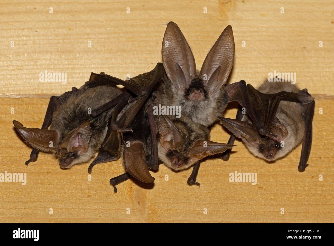 Grey long-eared bat (Plecotus austriacus), weekly roost, Thuringia, Germany Stock Photo