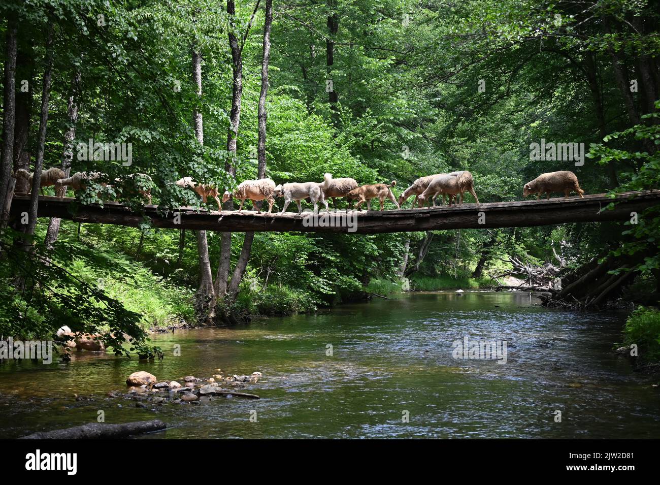 Flock of sheep crossing the river by an old bridge. Kirklareli city. Floodplain forest. Turkey. Sheeps crossing the wooden bridge Stock Photo