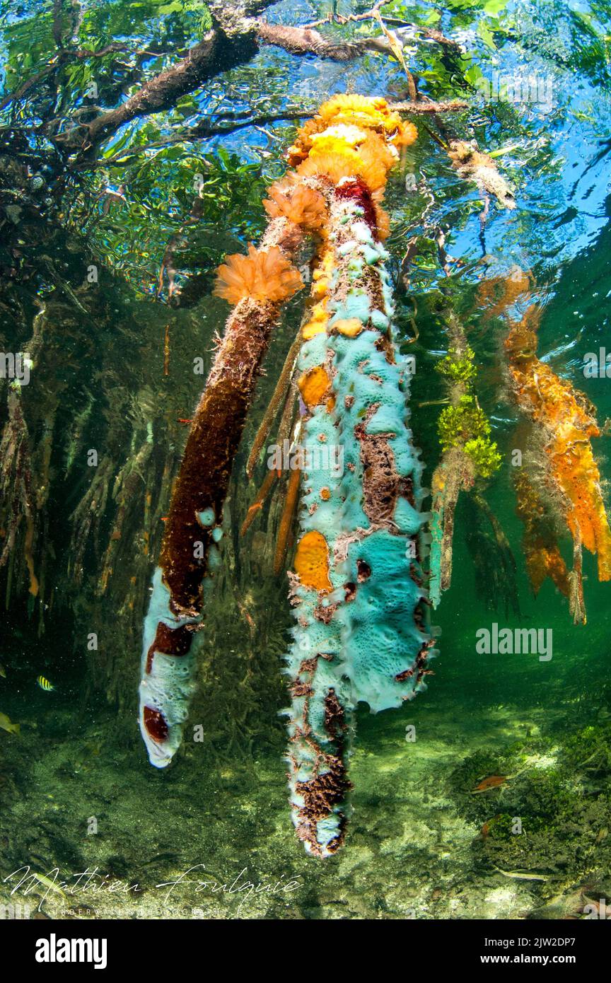 Turquoise sponge (Haliclona (Reniera) manglaris), et mangrove ascidians (Ecteinascidia turbinata) (gardens of the queen national p) (et mangrove Stock Photo