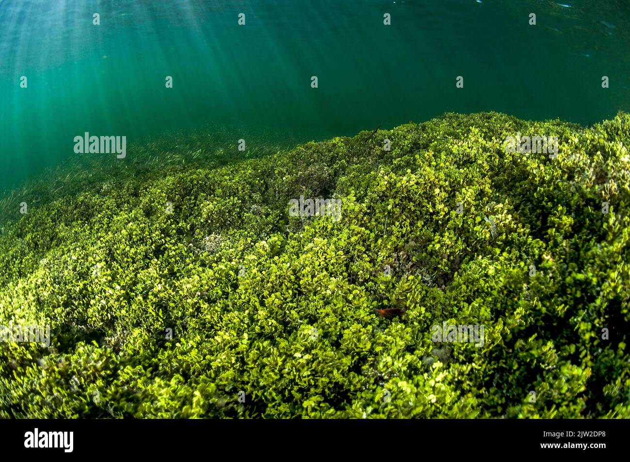 seaweeds (Halimeda), Mangrove of gardens of the queen national park, Cuba, Central America Stock Photo