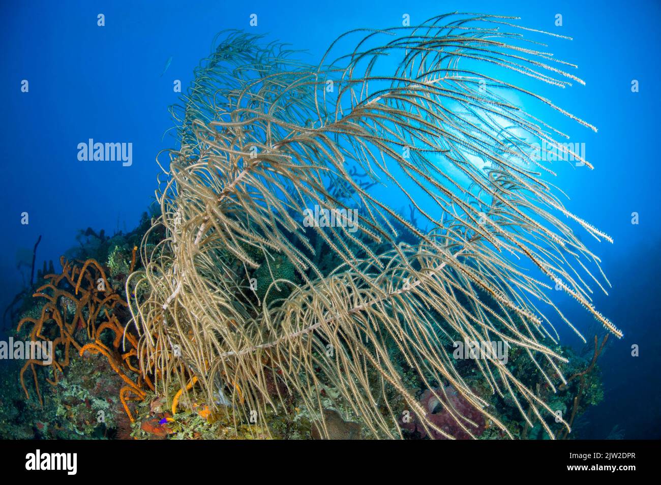 Seafan sp.), gardens of the queen national park