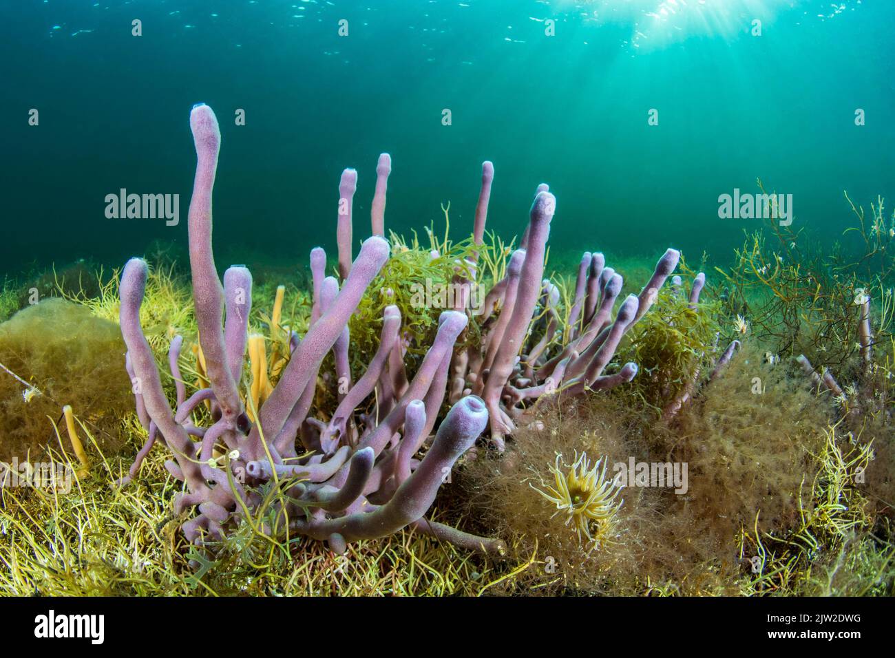 Haliclona (Reniera) cinerea sponge, Thau lagoon, Bouzigues, Herault, Occitanie, France Stock Photo