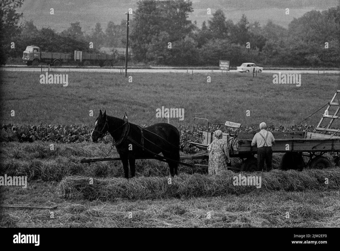 GDR, Oberlichtenau, 09. 07. 1977, haymaking, farmer Tietze, background: motorway Karl-Marx-Stadt, Dresden, truck W50, car TrabantC Rolf Zoellner Stock Photo