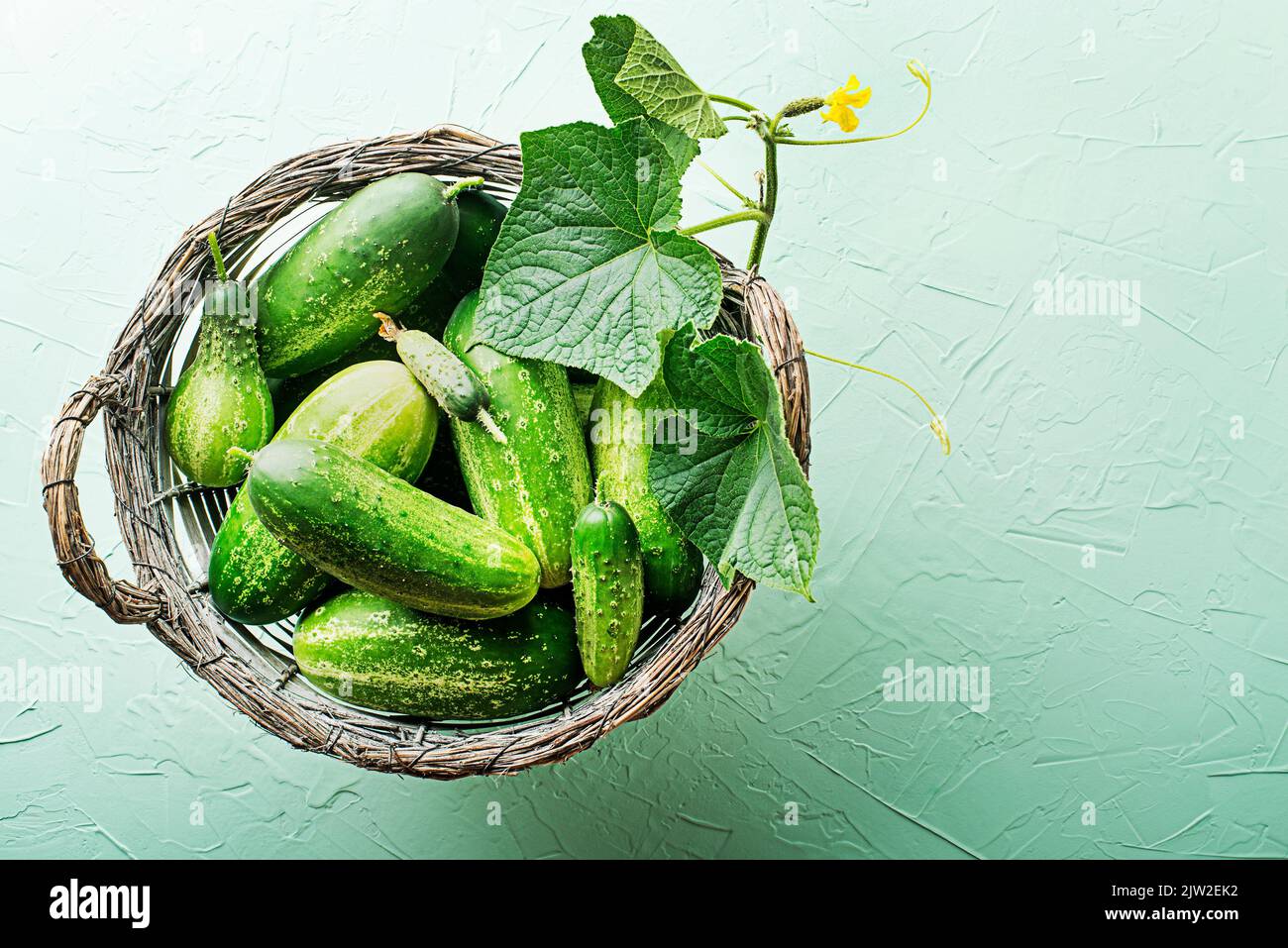 Cucumber picked in basket on green texture background. Cucumbers harvest in summer. Summer vegetables. Stock Photo
