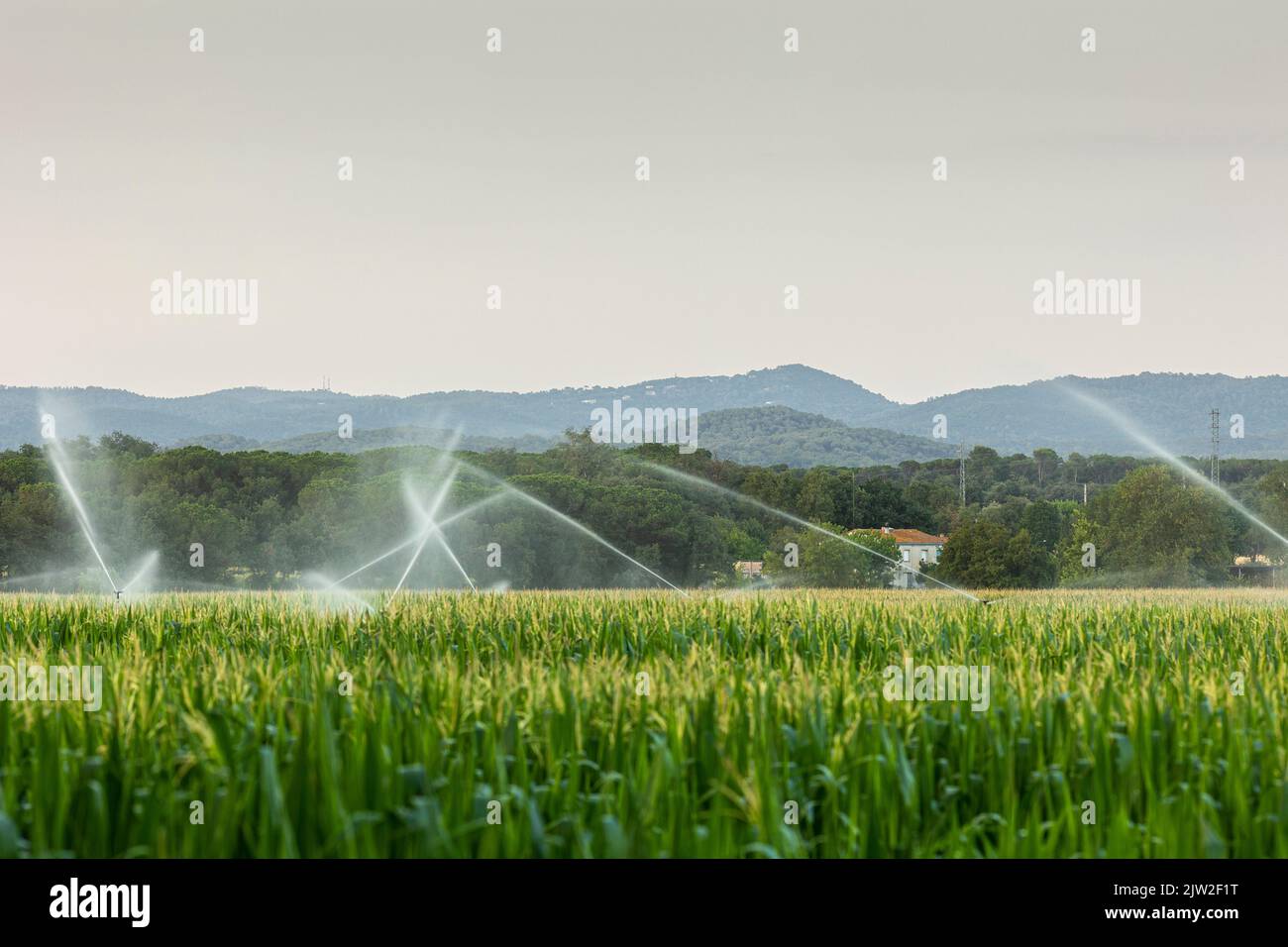Automatic sprinklers spraying clean water over cereal grass
