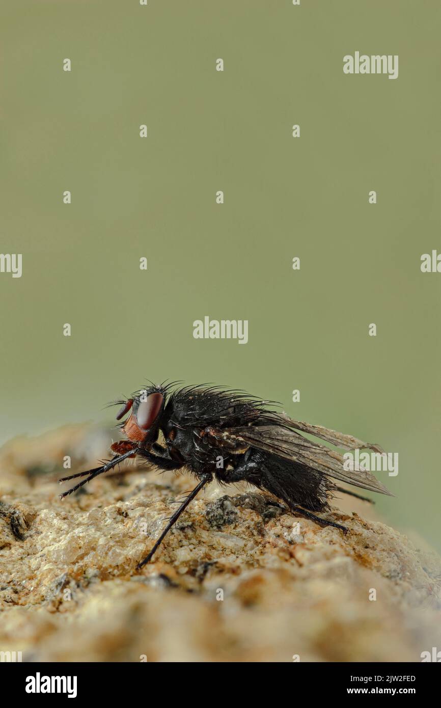 Side view closeup of black hairy fly sitting on rocky surface against ...