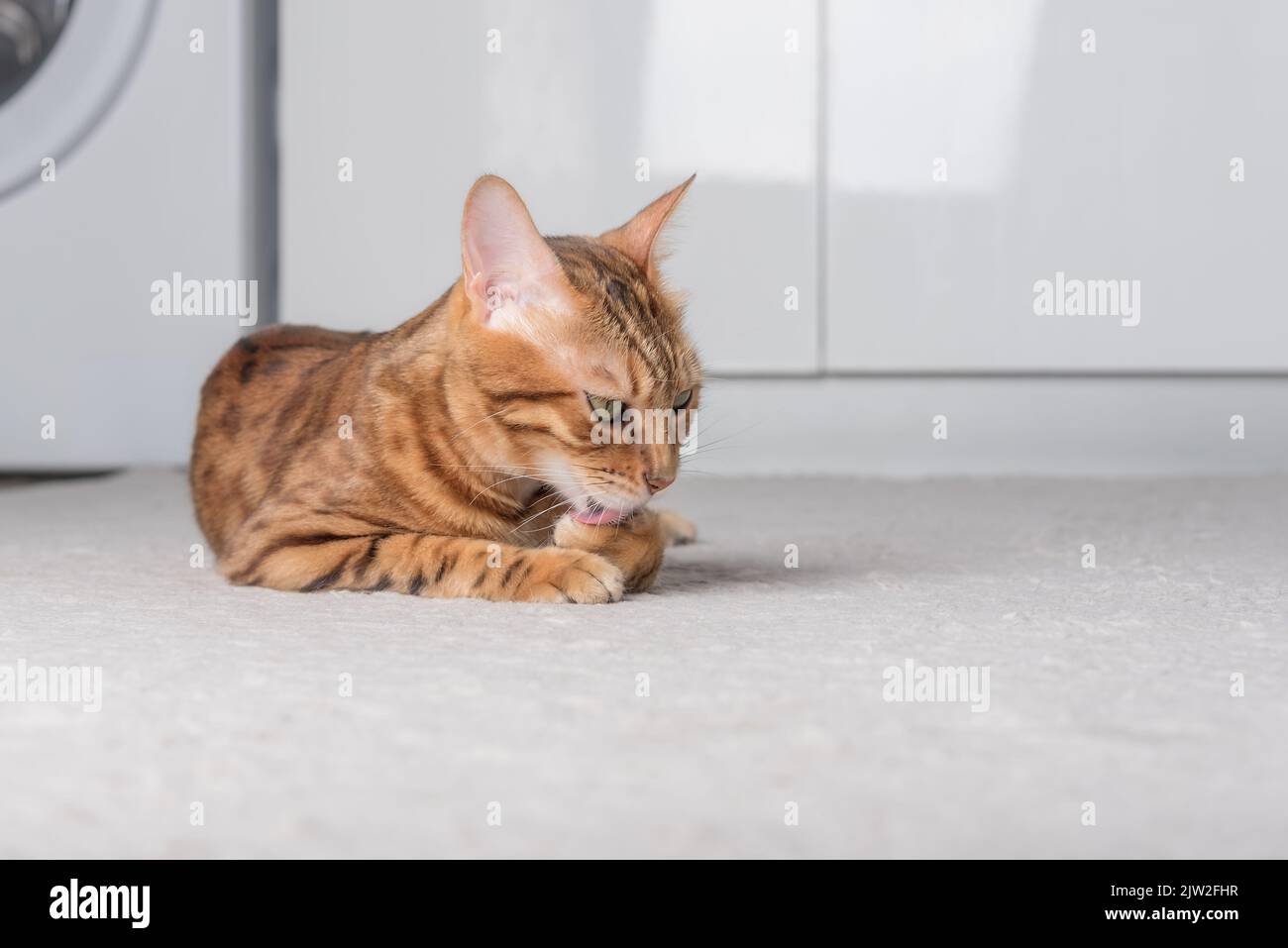 Bengal cat licks its paw in the room. Hair care for cats Stock Photo