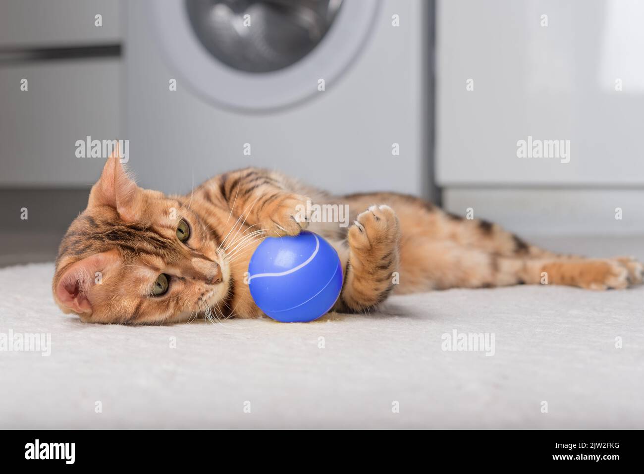 Bengal cat plays with a ball on the floor. Playing cat Stock Photo - Alamy