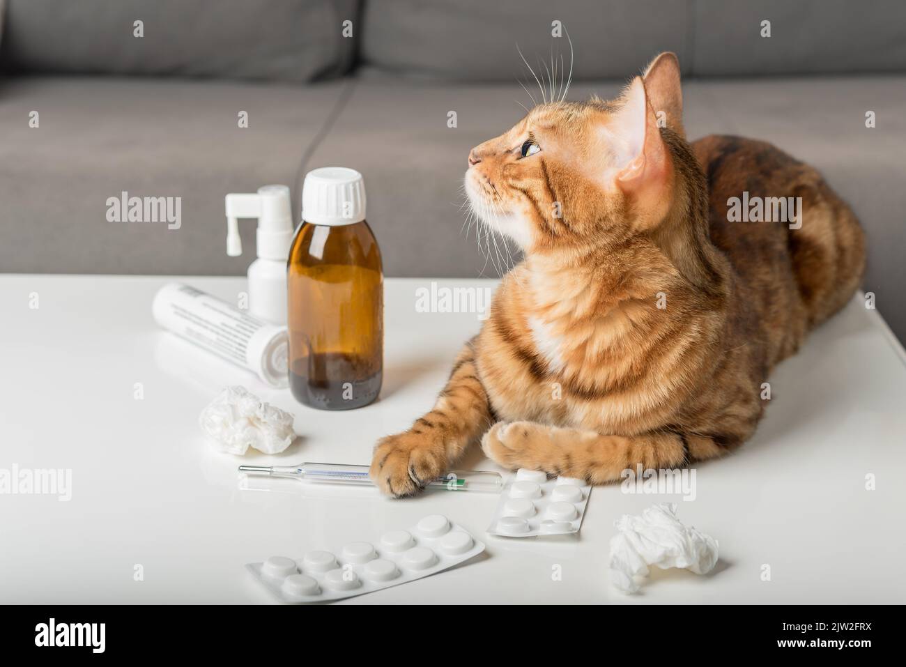 Domestic cat on the table with medicines for colds. Virus. Medicines