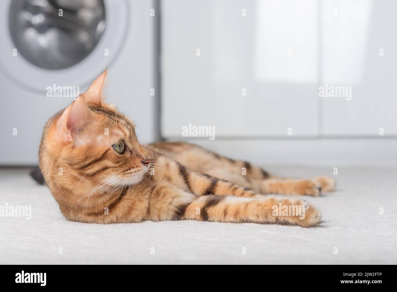 Beautiful domestic cat lies on the carpet in the room. Stock Photo