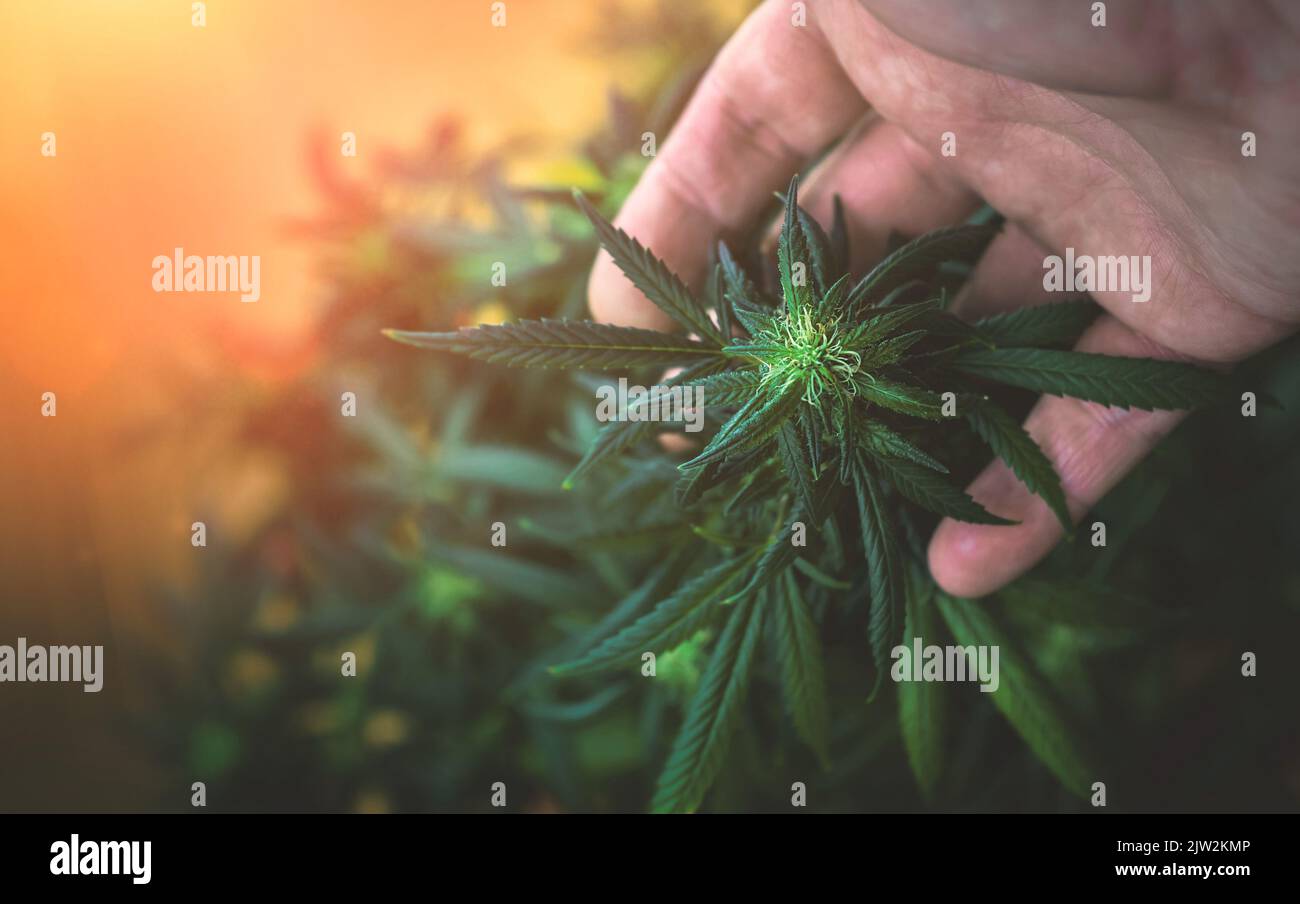 Young man holding Marijuana flower bud, concept of cultivating legal Cannabis Stock Photo