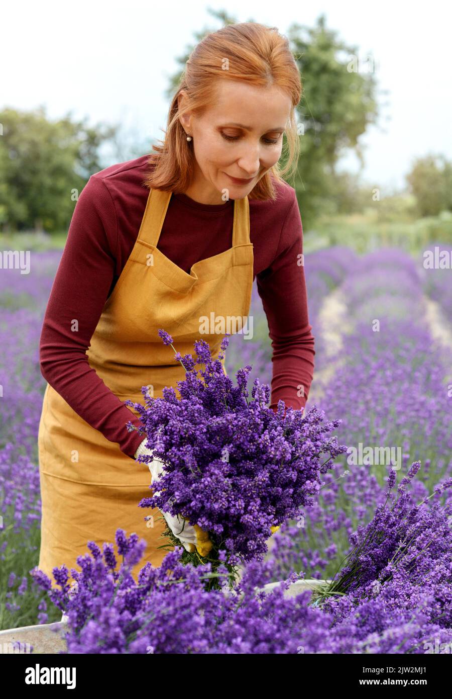 Lilac wheelbarrow outlet