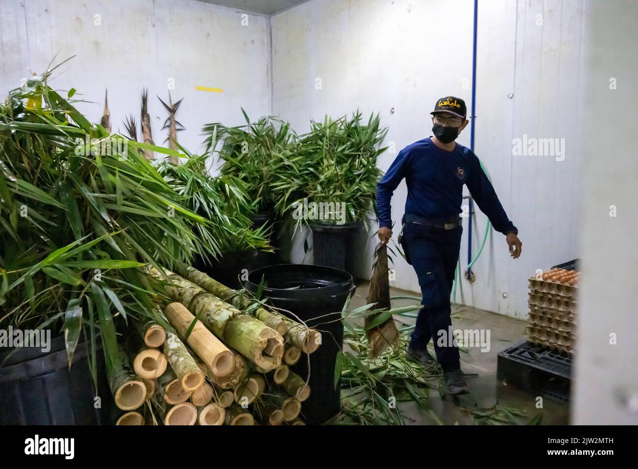 (220903) -- KUALA LUMPUR, Sept. 3, 2022 (Xinhua) -- Giant panda caretaker Akmal Hadi Samsuddin selects bamboo for giant pandas at the Giant Panda Conservation Center at Zoo Negara near Kuala Lumpur, Malaysia, Aug. 21, 2022. When most animals in the Zoo Negara Malaysia on the outskirt of Kuala Lumpur are still asleep early in the morning, the pantry at the Giant Panda Conservation Center (GPCC) already lights up. Panda caretaker Akmal Hadi Samsuddin has started his workday by preparing breakfast for the panda family. TO GO WITH 'Feature: Panda family's 'nanny daddy' in Malaysia' (Xinhua/Zhu Wei Stock Photo