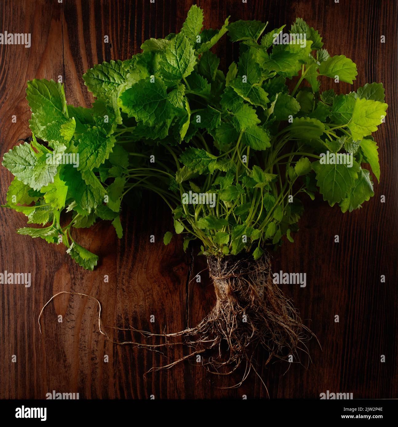 Bush of green lemon balm with roots in ground on dark wooden table background Stock Photo
