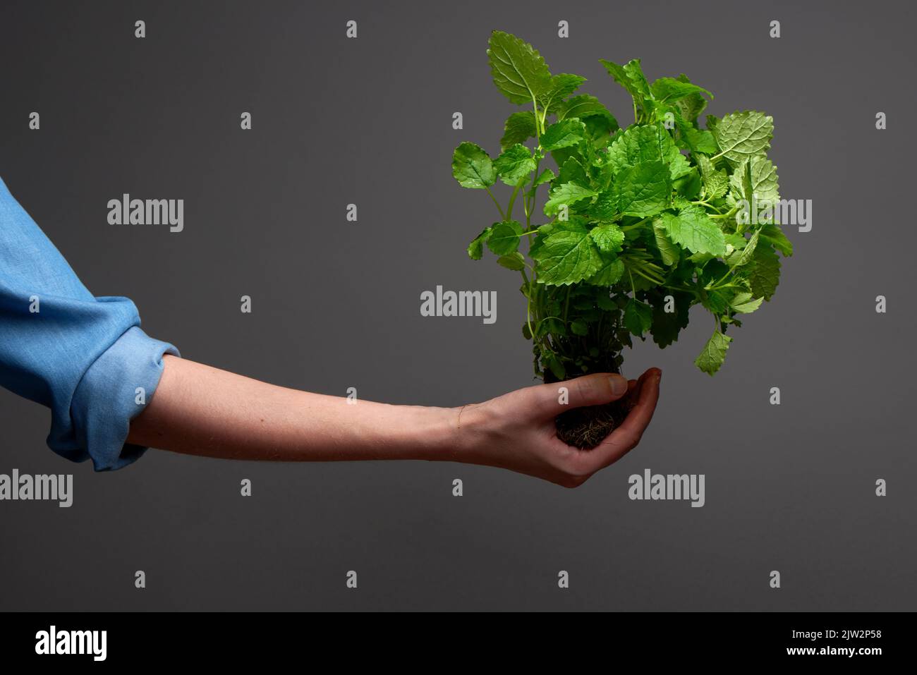Woman’s hand in blue denim shirt holds bush of green lemon balm with roots in ground on dark grey background Stock Photo