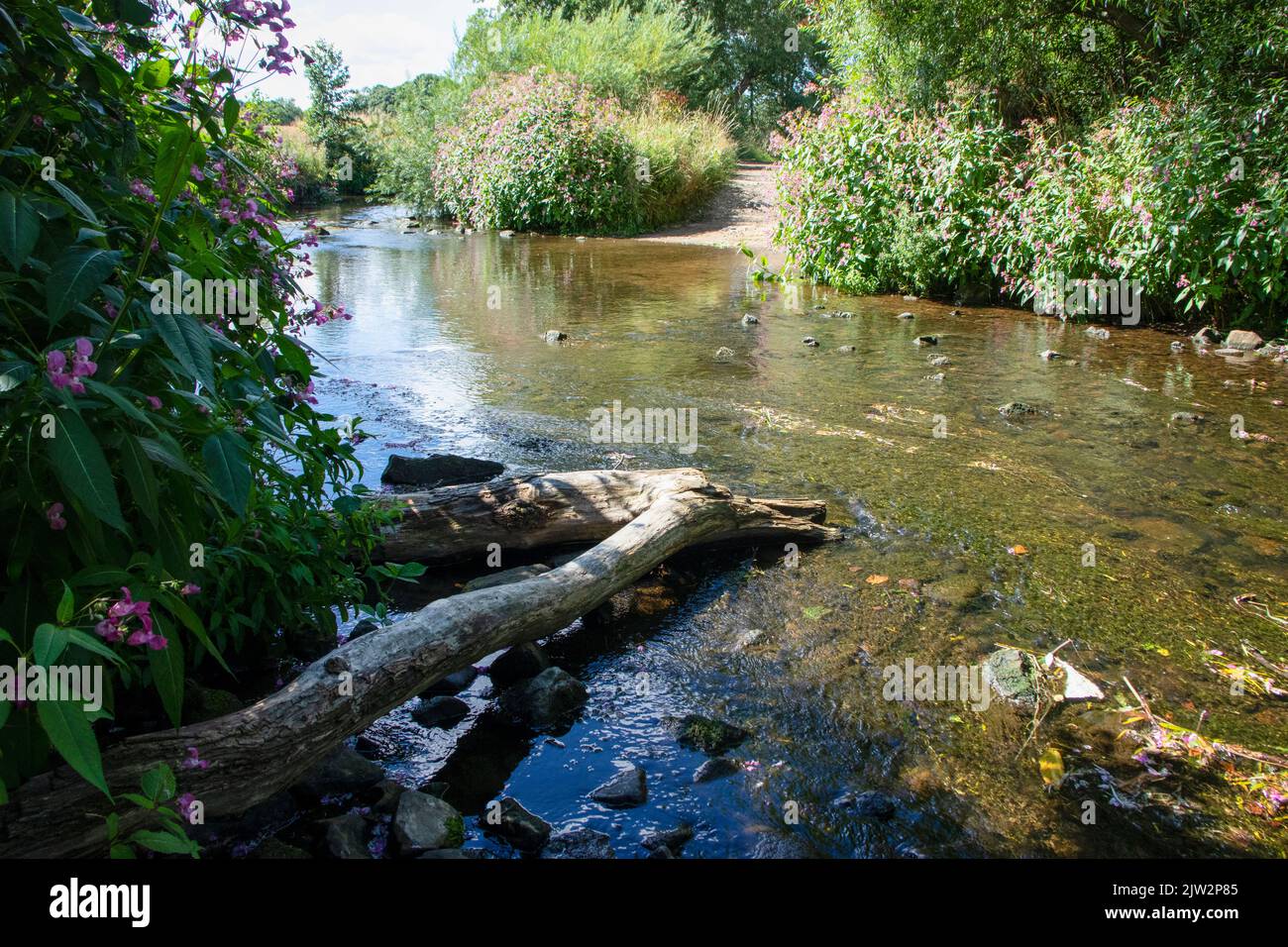 View along River Browney in summer Stock Photo