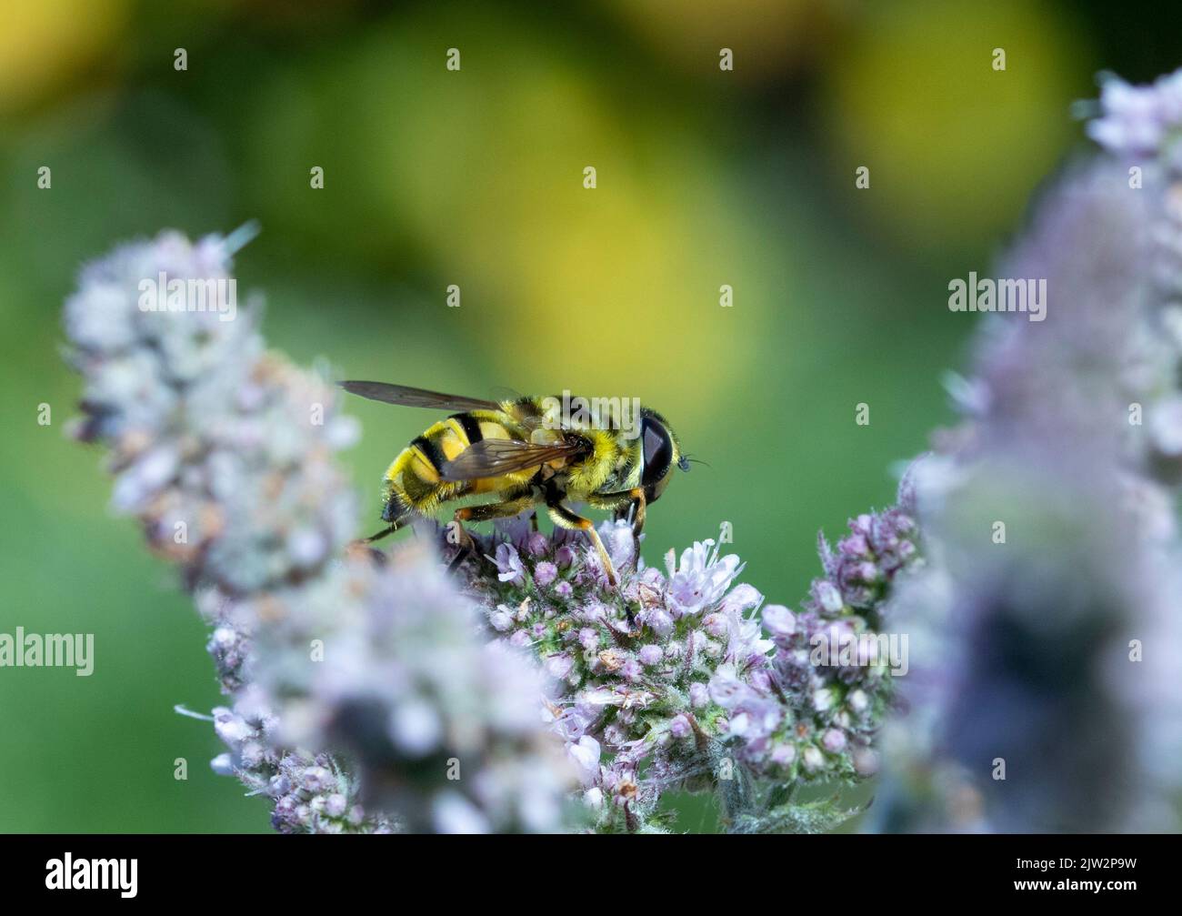 Myathropa florea hoverfly on lavender Stock Photo