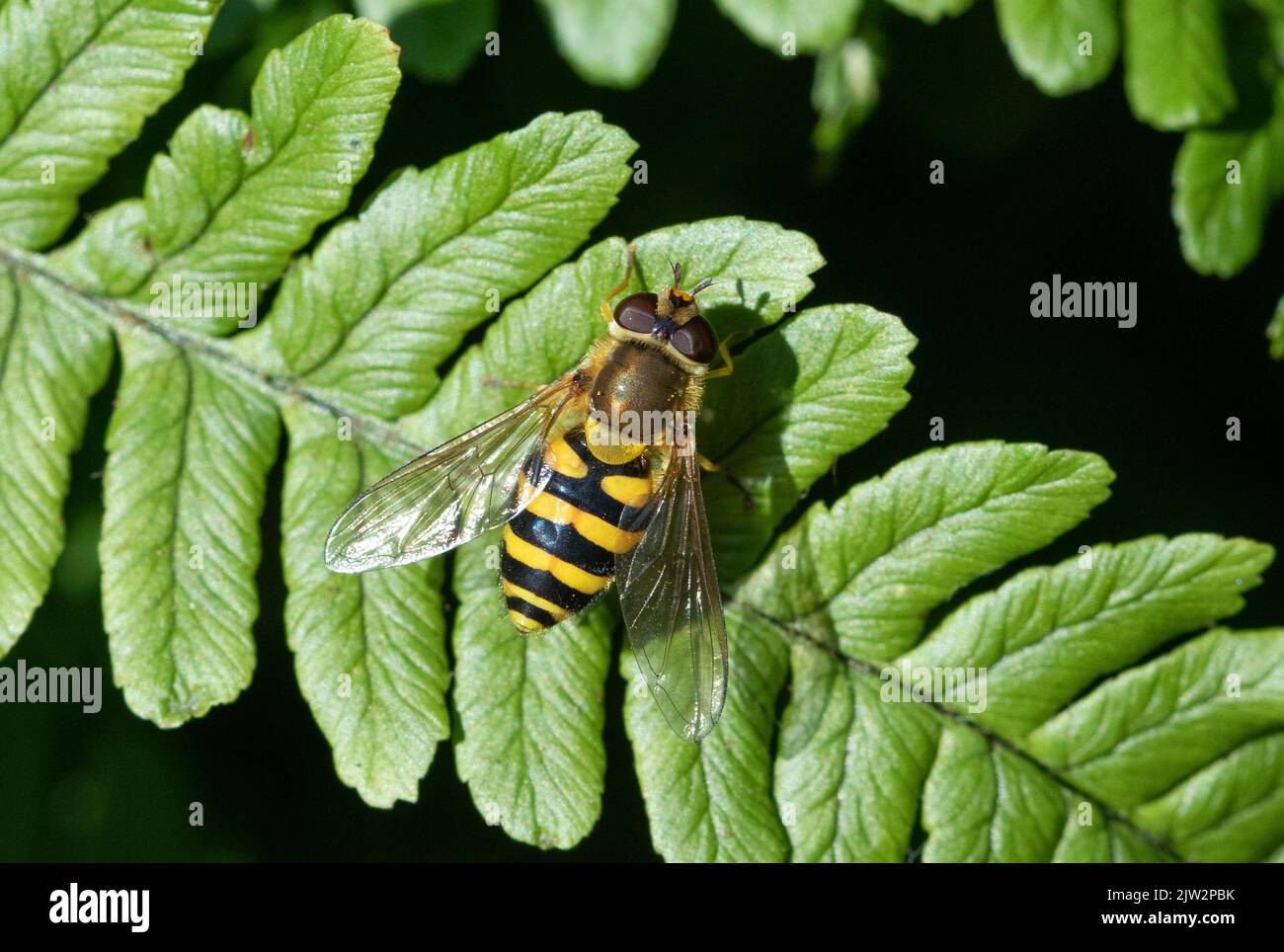 Syrphus species hoverfly on fern leaf Stock Photo