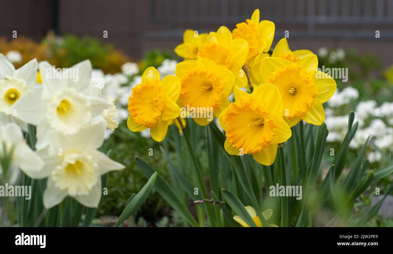 Yellow flowers daffodils in a flower bed. Spring flower Narcissus ...