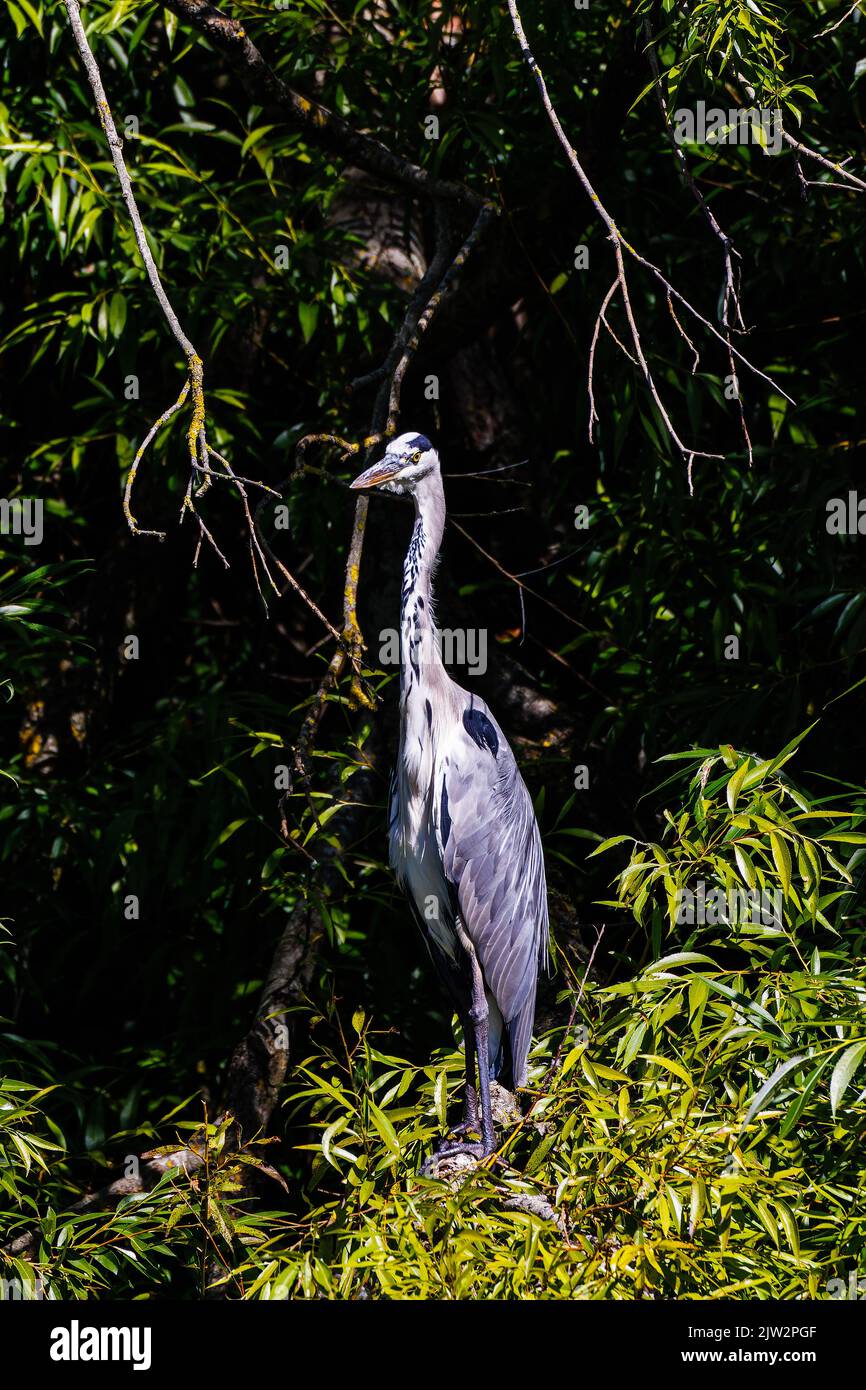Grey Heron in the trees digesting his meal Stock Photo