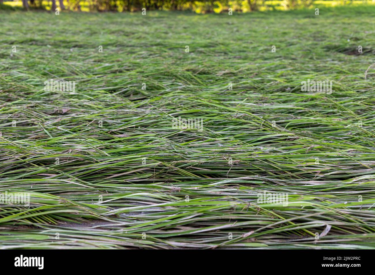 Flood water runoff and wash away agriculture field and crop Stock Photo