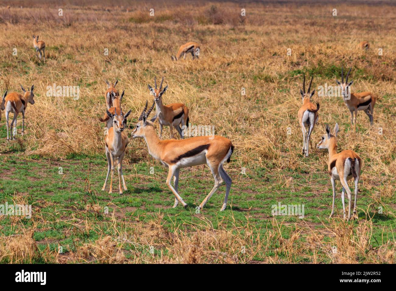 Herd of Thomson's gazelle (Eudorcas thomsonii) in Serengeti National ...