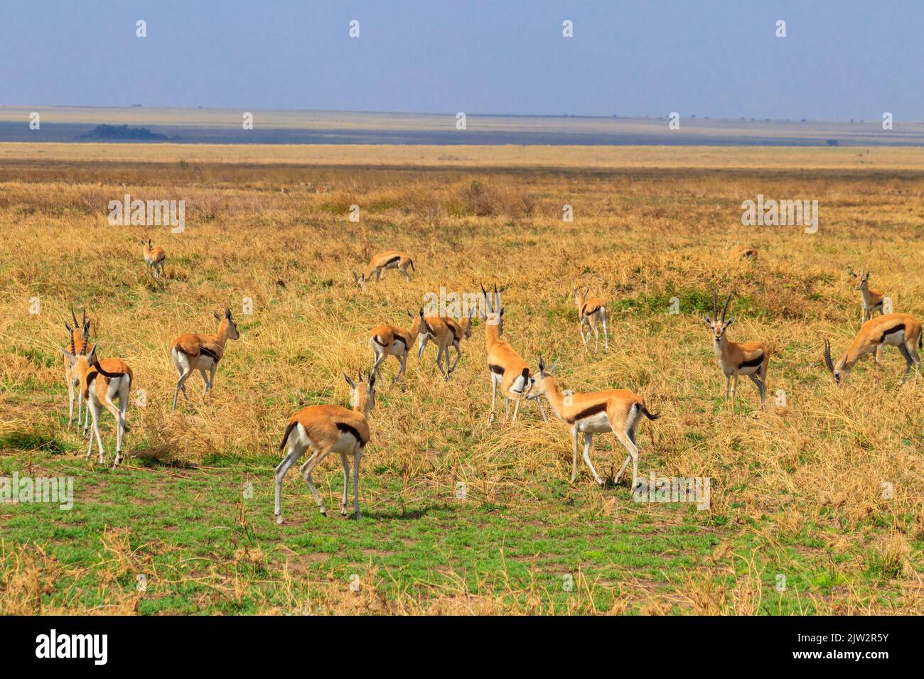 Herd of Thomson's gazelle (Eudorcas thomsonii) in Serengeti National ...