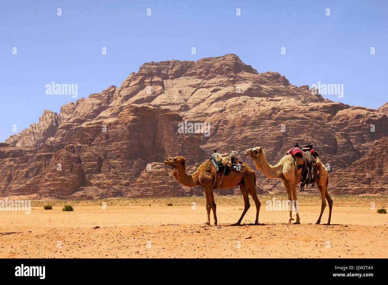 Camels in desert, Wadi Rum Reserve, Jordan Stock Photo - Alamy