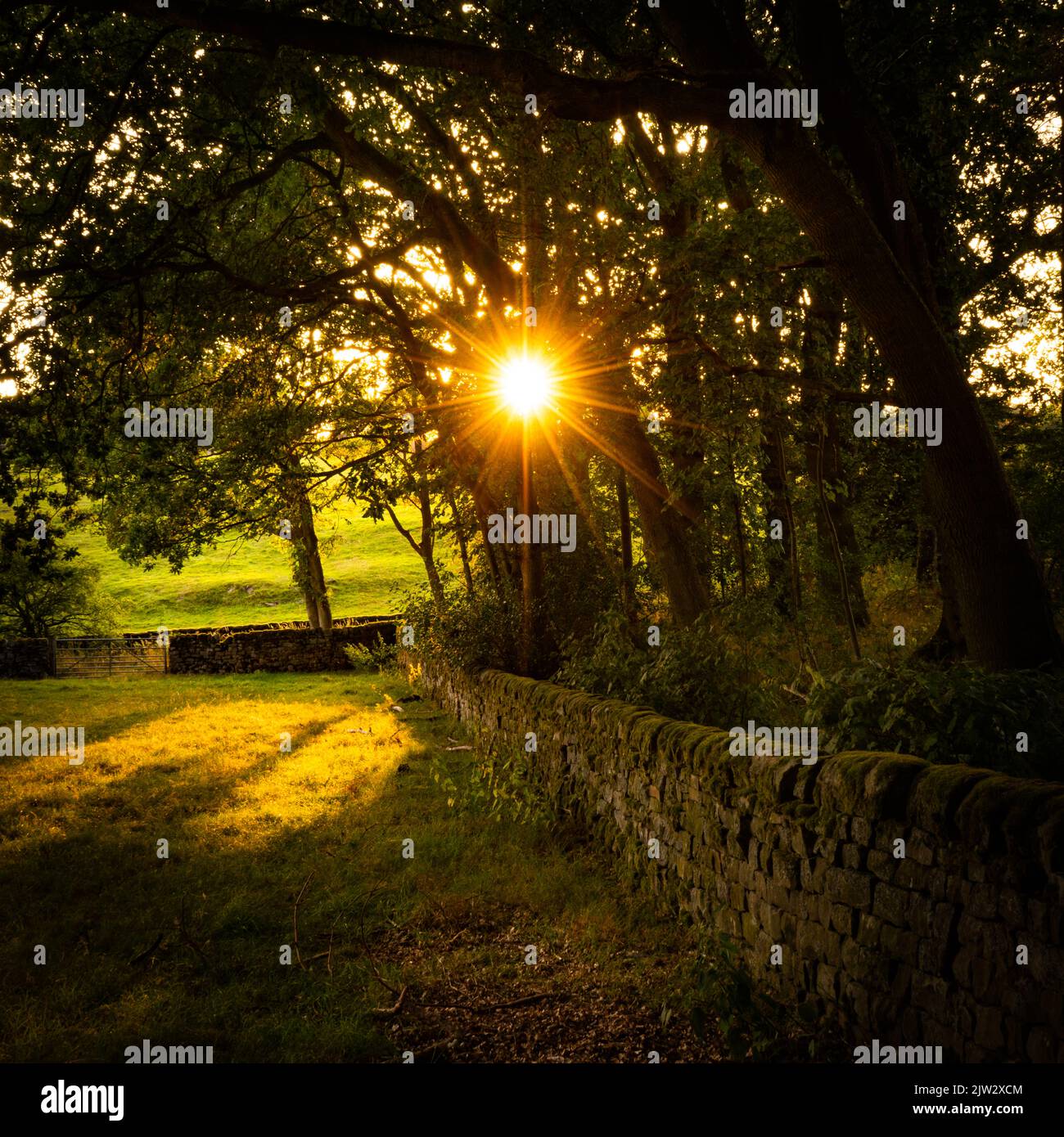 Sunlight Through Trees, Fewston, North Yorkshire Stock Photo