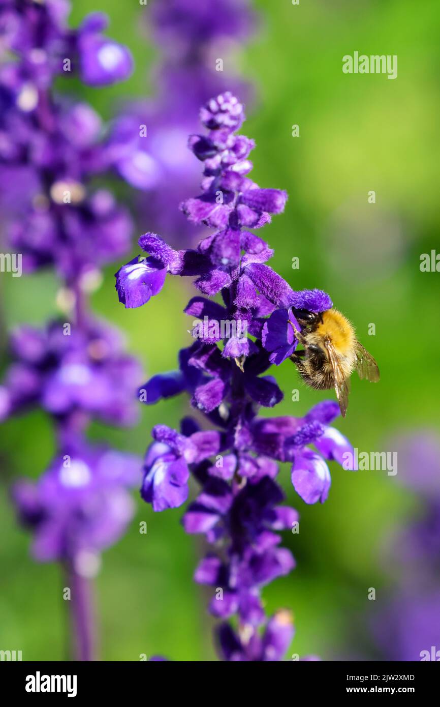 Bee feeds on purple violet Salvia flower spike during summer