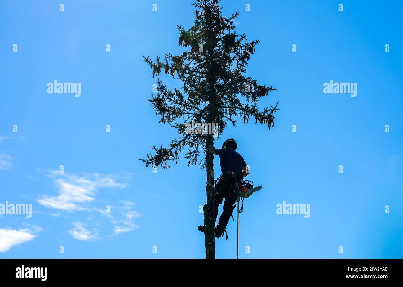 Lumberjack felling a tree with blue background Stock Photo