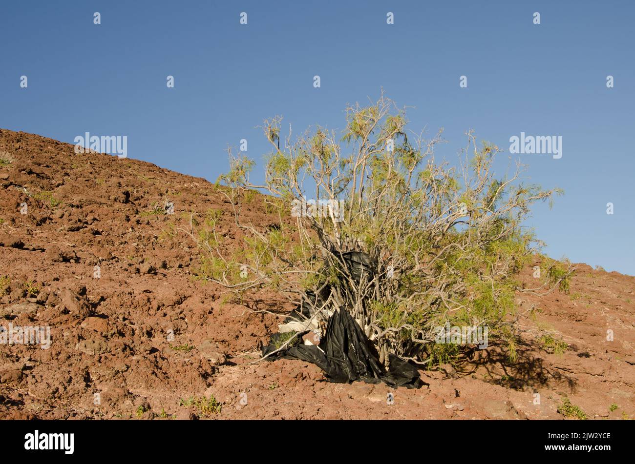 Shrub Plocama pendula covered with plastic debris. Arinaga. Aguimes. Gran Canaria. Canary Islands. Spain. Stock Photo