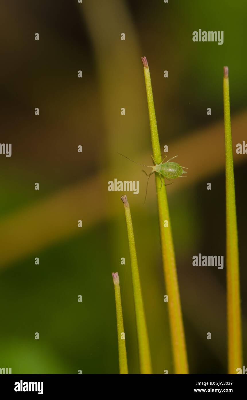 Green peach aphid hires stock photography and images Alamy