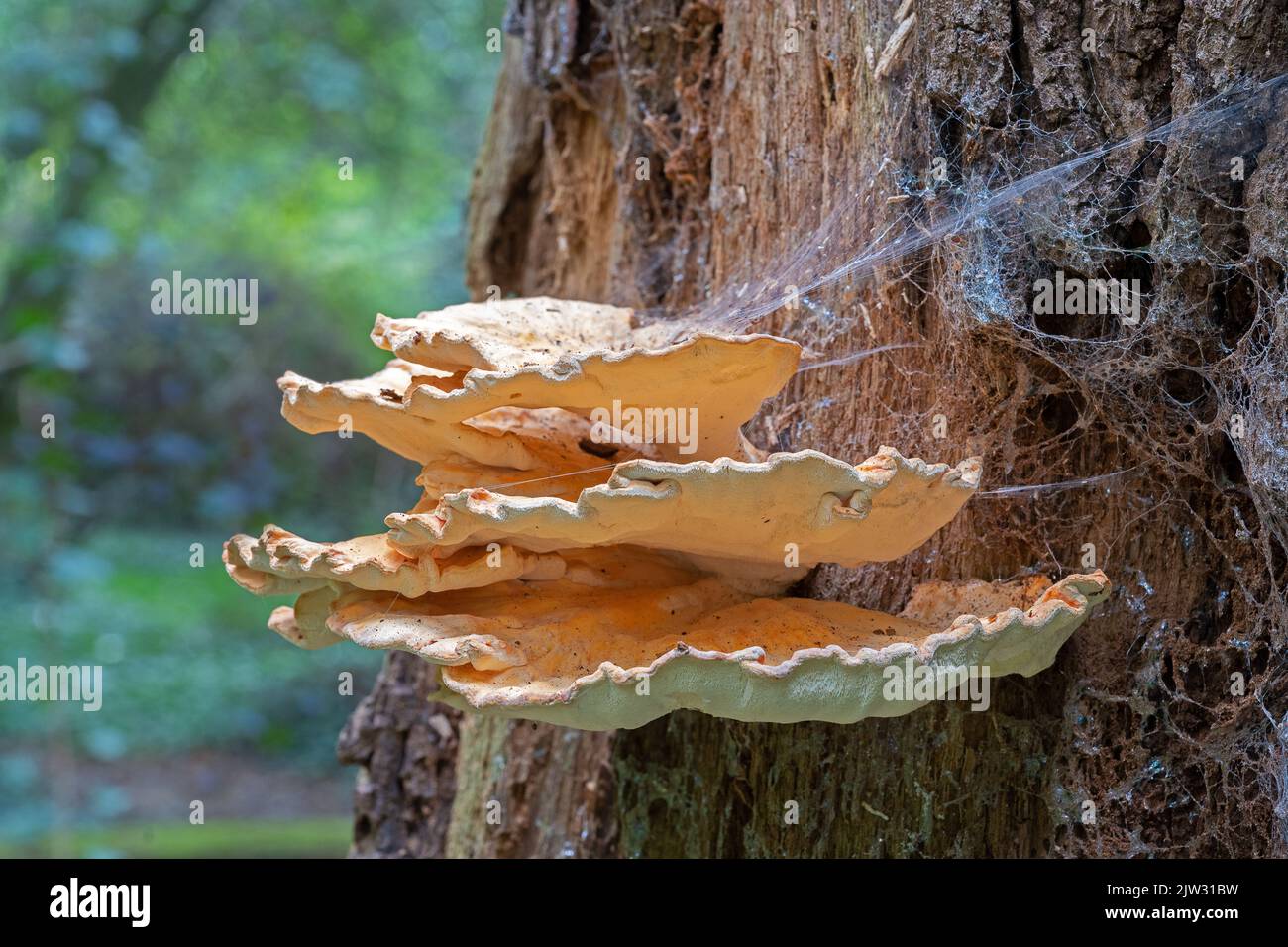 Tree fungi in the woodlands on Southampton Common, Hampshire, UK Stock Photo