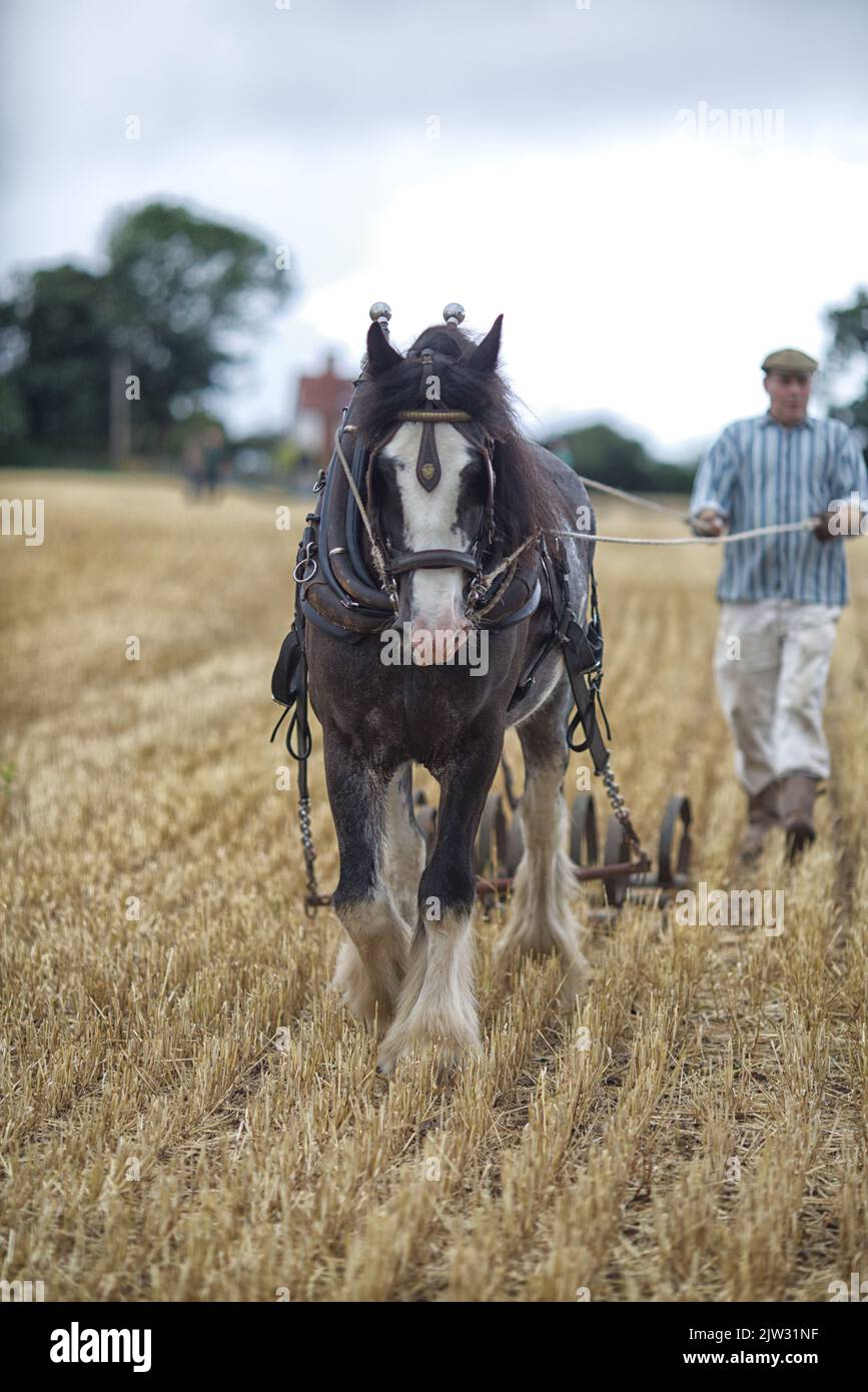 Horse drawn plough, Shire horse pulling a tiller Stock Photo